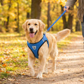 Adjustable Mesh Dog & Cat Harness & Leash Set