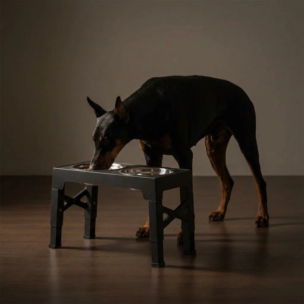 Elevated Dog Feeding Bowl – Raised Food Dishes with Steel Bowls for Dogs